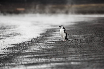 Pingwin Maskowy na Deception Island © Pawel