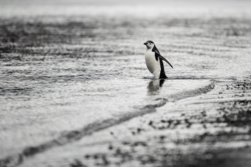 Pingwin Maskowy na Deception Island © Pawel
