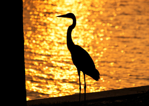 Great Blue Heron Bird silhouette at the sunset