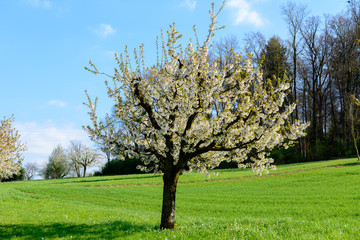 Kirschbaum im Frühling mit weissen Blüten