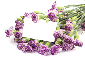 Purple Carnation flower with blank card
