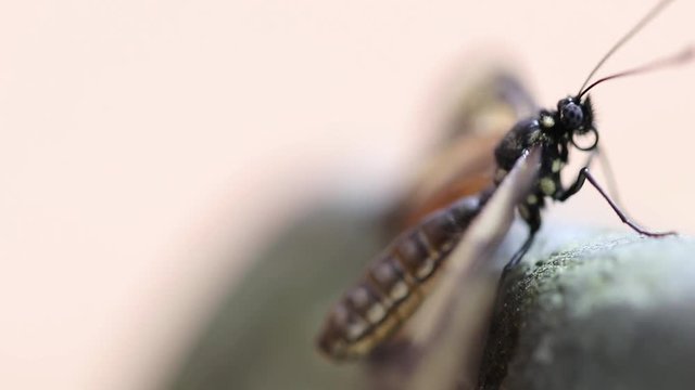 Borboleta amarela.