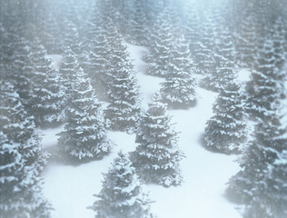 Fototapeta premium Winter scene pine trees covered in snow 