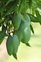 Mango on tree