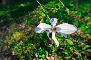 Beautiful white Magnolia flower