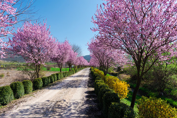 Amazing cherry  flowers trees by park alley