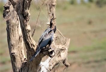 The darters or snakebirds are mainly tropical waterbirds in the family Anhingidae having a single genus Anhinga. 