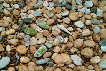 Pebble Stone Ground with Natural Sea Shells for Background 