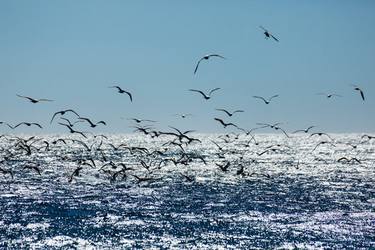 Seagulls fishing
