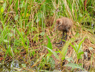 Baby Limpkin Chick in Green foliage