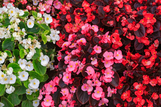 Three colors of fibrous begonias from a top down view.
