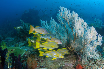 Fototapeta na wymiar Snappers and sweetlips sheltering behind a seafan against strong current, Komodo Indonesia.