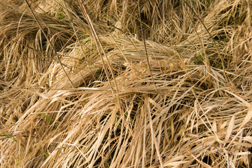 Trawy  © Agnieszka Witczak