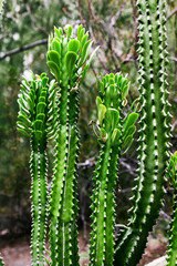 Tall Cactus plant in Arizona at summertime, USA