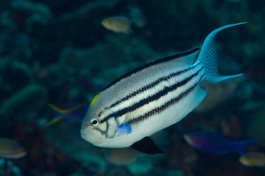 Blackstriped angelfish, Genicanthus lamarck, Raja Ampat Indonesia