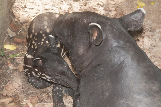  Tapir Baby (Tapirus Terrestris) And Her Mother.