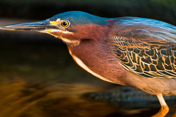 Bare throated tiger heron (Tigrisoma mexicanum) on the river's coast