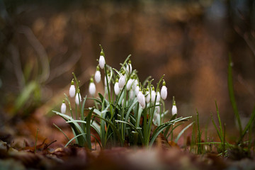 Snowdrops  (Galanthus nivalis) blooming in the woods