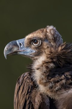Cinereous Vulture (Aegypius Monachus)