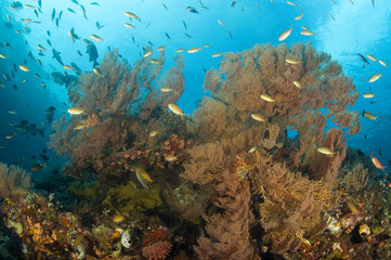 Fototapeta na wymiar Reef scenic Raja Ampat Indonesia