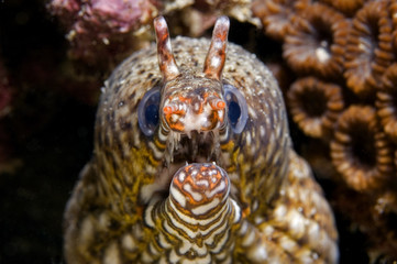 Dragon moray, Enchelycore pardalis. Kritimati Island, Kribati.