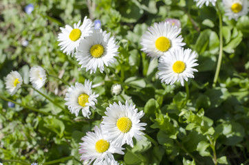 Spring field with daisy flowers