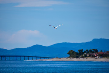 Fototapeta na wymiar Seagull flying on the sea with a pier silhouette.