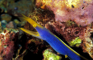 Ribbon eel, Rhinemuraena quasita, Komodo Indonesia.