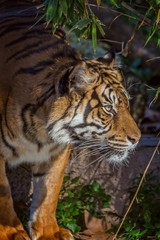Asian tiger in Barcelona Zoo, Spain