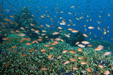 Fototapeta na wymiar Reef scenic with Acropora corals and scalefin anthiases, Pseudanthias squamipinnis, Komodo Indonesia