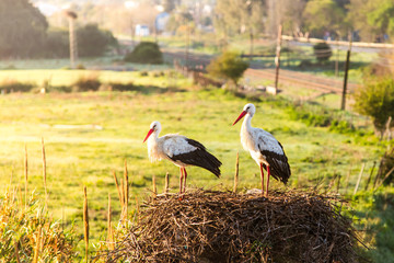 Pair of white storks in nest