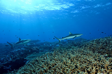 Gray Reef sharks, Carcharhinus amblyrhynhos, in Kingman Reef.