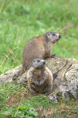 Murmeltiere im Gras