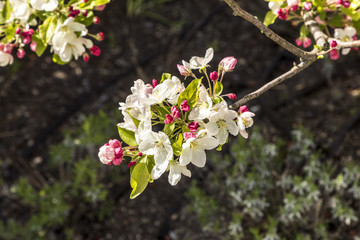 blooming cherry tree