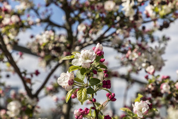 Fototapeta na wymiar blooming cherry tree