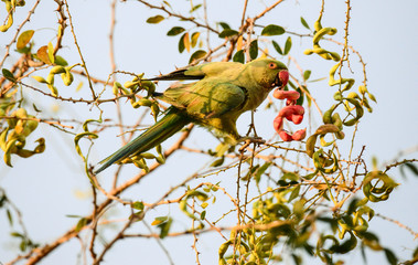 The rose-ringed parakeet (Psittacula krameri), also known as the ring-necked parakeet, is a gregarious tropical Afro-Asian parakeet species that has an extremely large range