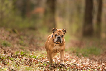 Continental Bulldogge steht im Frühling im Wald