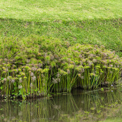 Papyrus Plant, Cyperus Flabelliformis