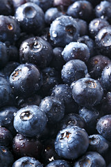 Blueberries full frame. Blue background