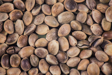 Marijuana seeds pattern background - cannabis growing concept