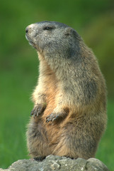 Murmeltier auf Stein