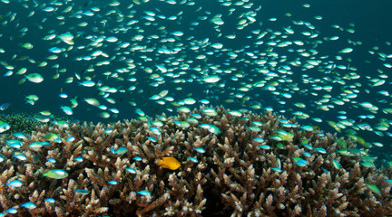 Fototapeta na wymiar Reef scenic with howering damsels, Chromis viridis, Raja Ampat Indonesia
