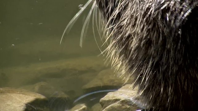 Ein Sumpfbiber pflegt am Flu&szlig;ufer sein nasses Fell (Gro&szlig;aufnahme)