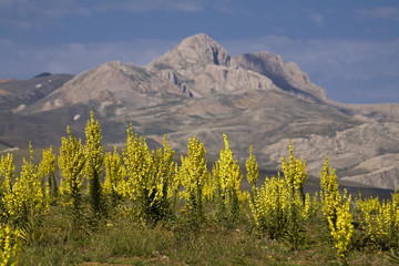 Fototapeta premium Wild flowers in Kesis Mountains Erzincan Turkey