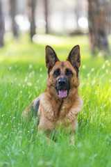Pure german shepherd dog laying on grass