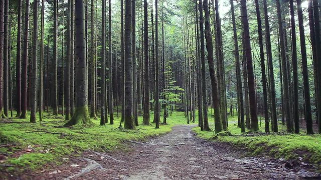 Lovely forest path slide in slow motion. Magic mossy woodland.