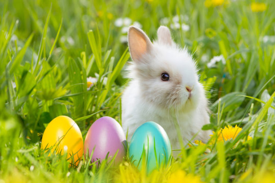 Osterhase