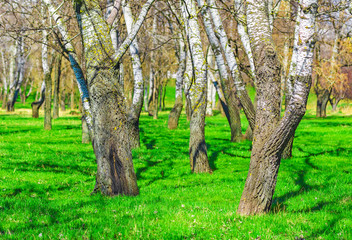 Trees on a green meadow, juicy green grass in spring on a sunny day, nature background.