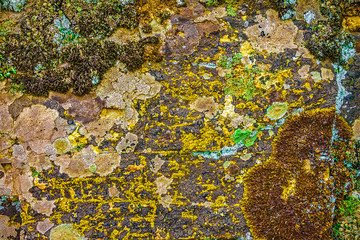 Bright multicolored mold moss and lichen on stone, abstract natural background and wallpaper.
