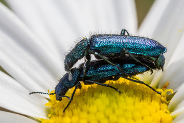 Two tiny blu metallic bugs mating in a flower